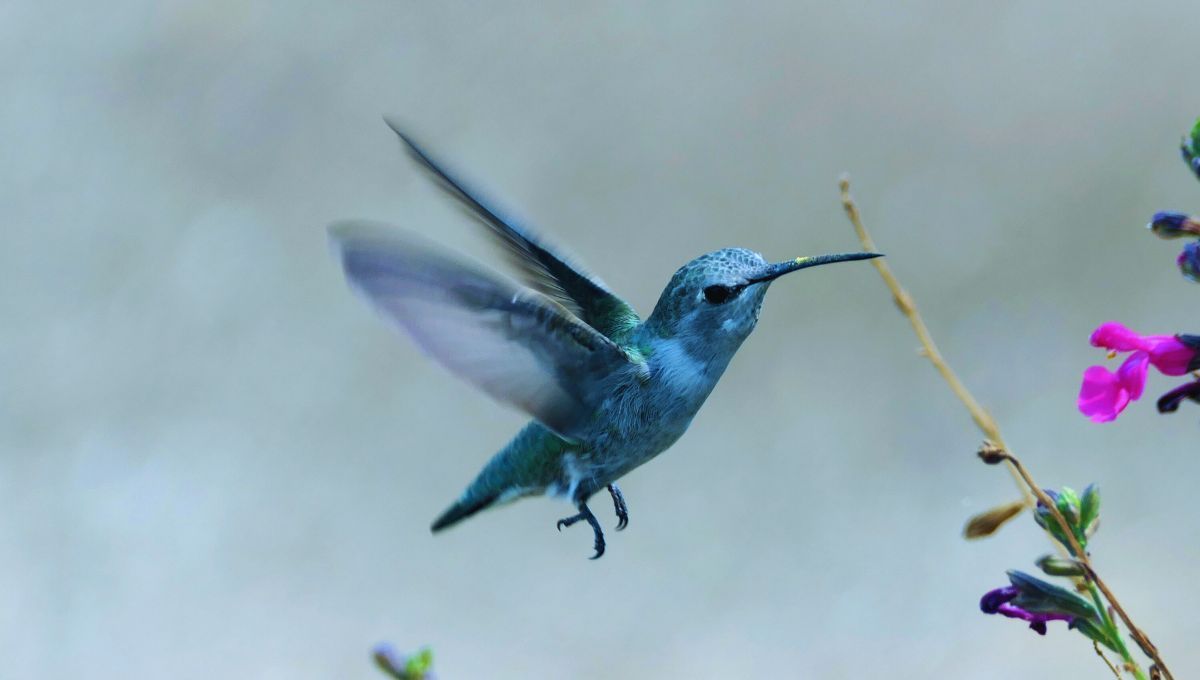 El misterio del colibrí azul: que significa que pase cerca de una persona