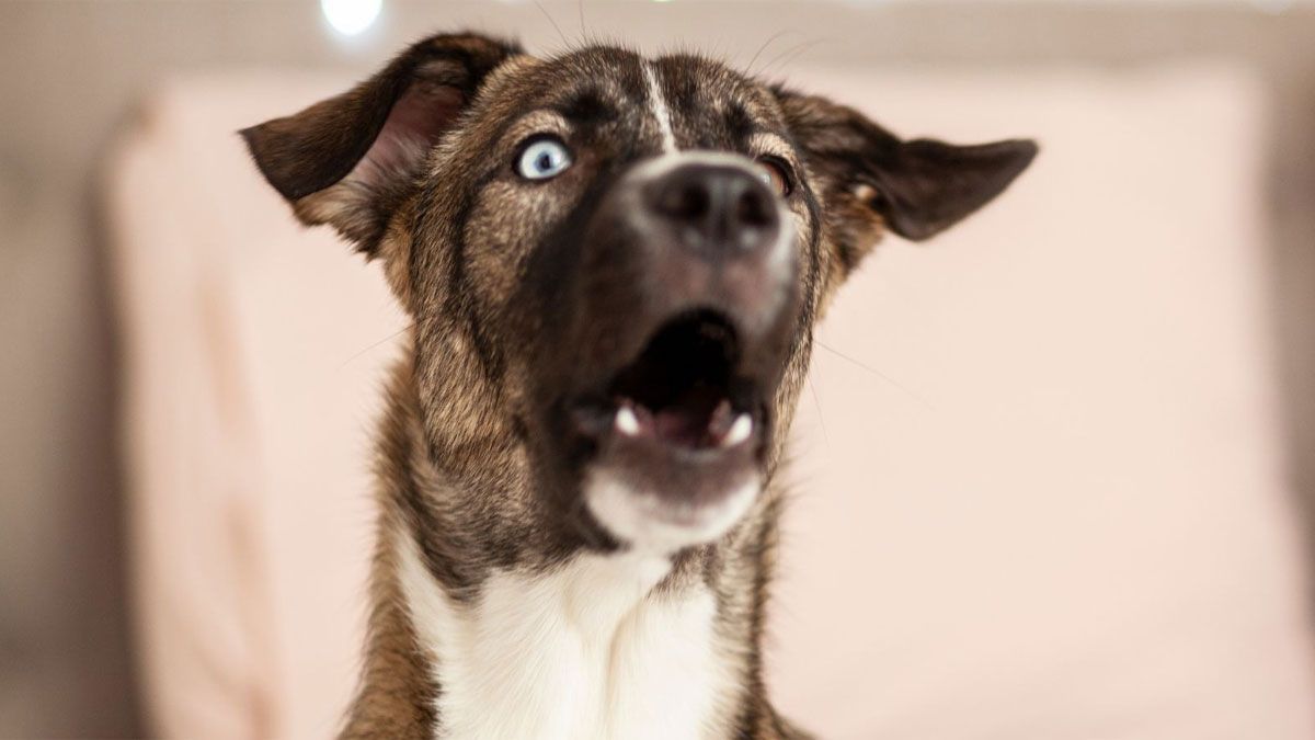 Hay frutas y verduras que son muy perjudiciales para la salud del perro.