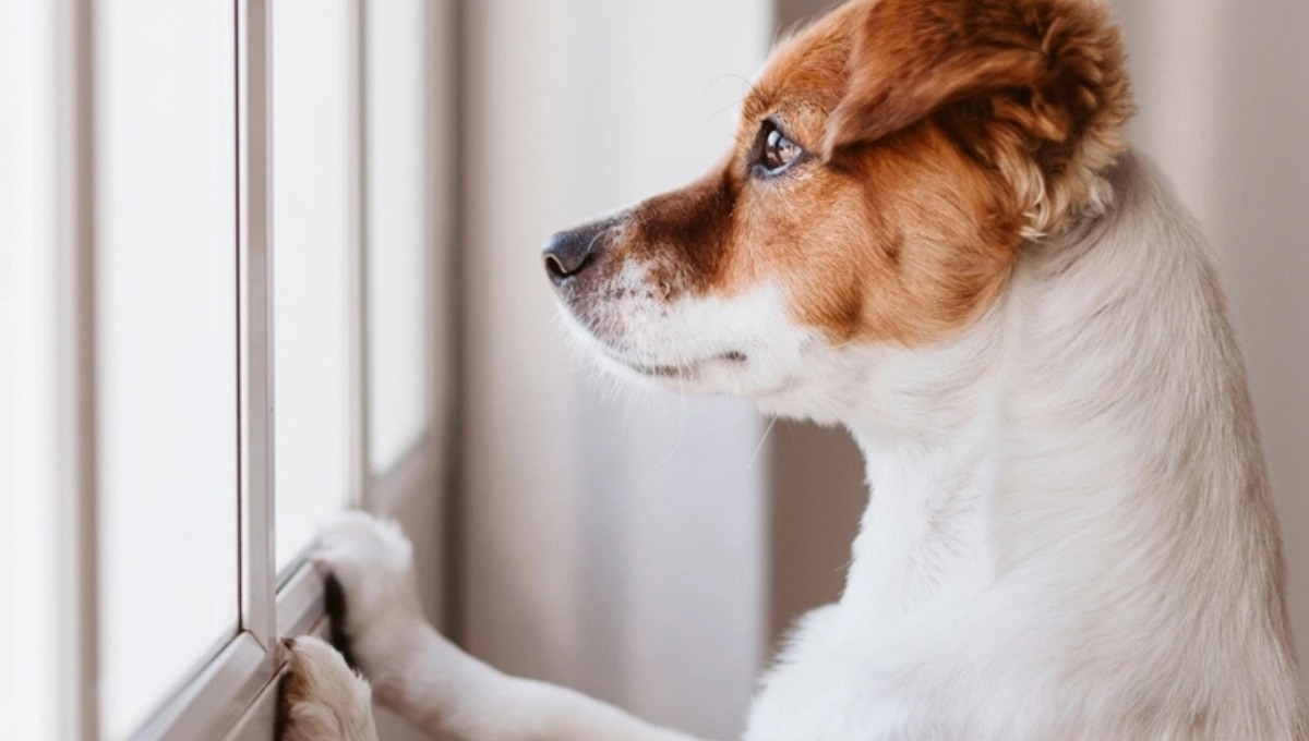 Por qué mi perro me ladra cuando vuelvo a casa