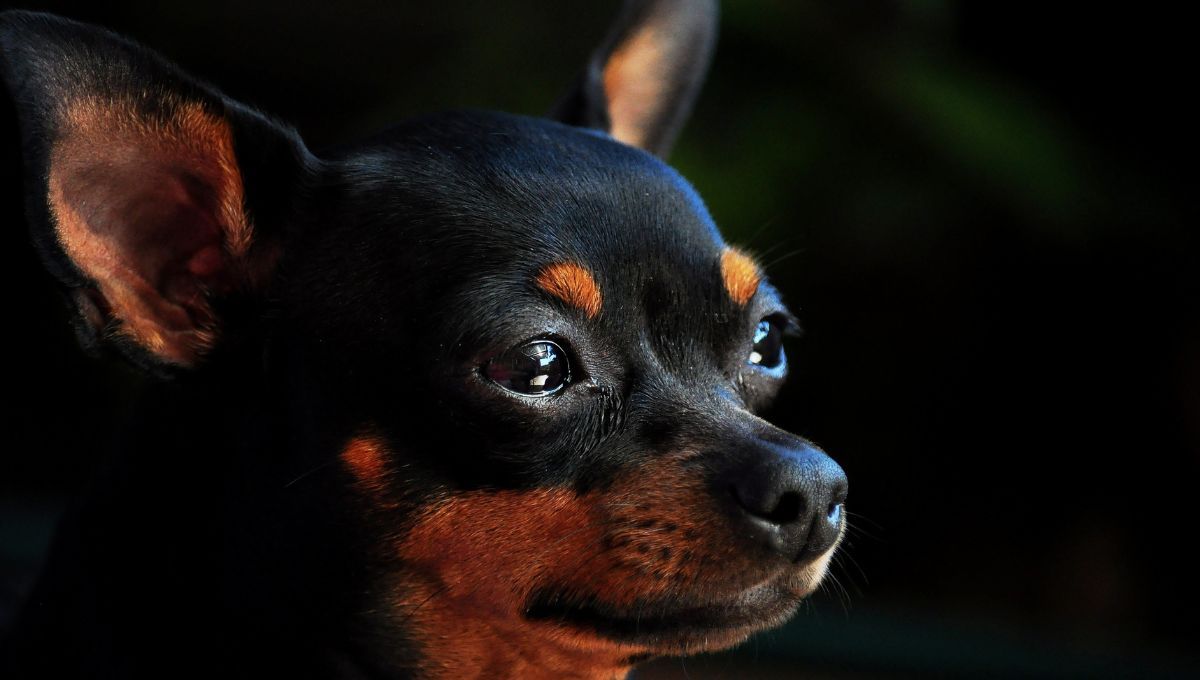 El perro Doberman Pinscher es similar al signo Escorpio.  El perro Doberman Pinscher es similar al signo Escorpio.