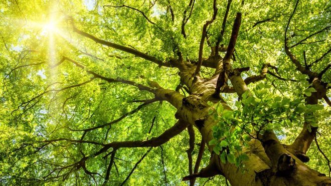 Razones por las que vivir cerca de un árbol es bueno para tu salud