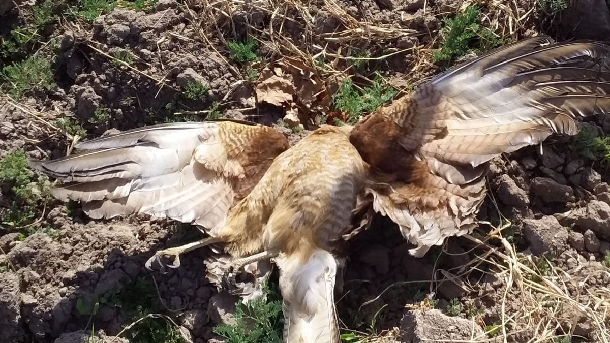 Investigan como maltrato animal la muerte de siete animales en una finca de Rivadavia. Investigan como maltrato animal la muerte de siete animales en una finca de Rivadavia.