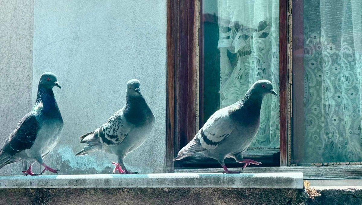 Si ves un pájaro que se posa en la ventana o balcón de tu casa te contamos qué significa y por qué es bueno