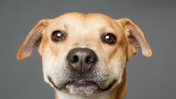 El tamaño del perro repercute mucho a la hora de calcular el equivalente de la edad de este y la de los humanos.