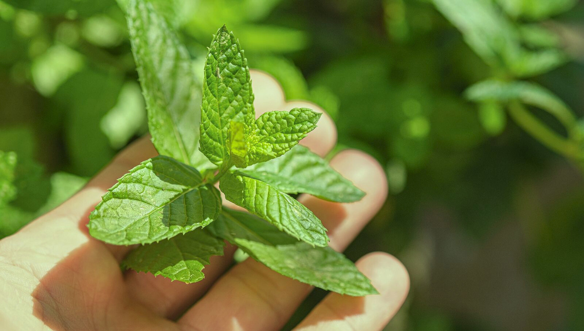 Ritual de Feng Shui: qué ocurre si junto 13 hojas de menta