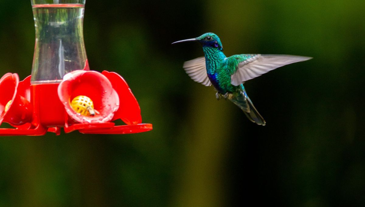 Si un picaflor visita tu jardín, significa que el entorno es favorable y equilibrado. Si un picaflor visita tu jardín, significa que el entorno es favorable y equilibrado.