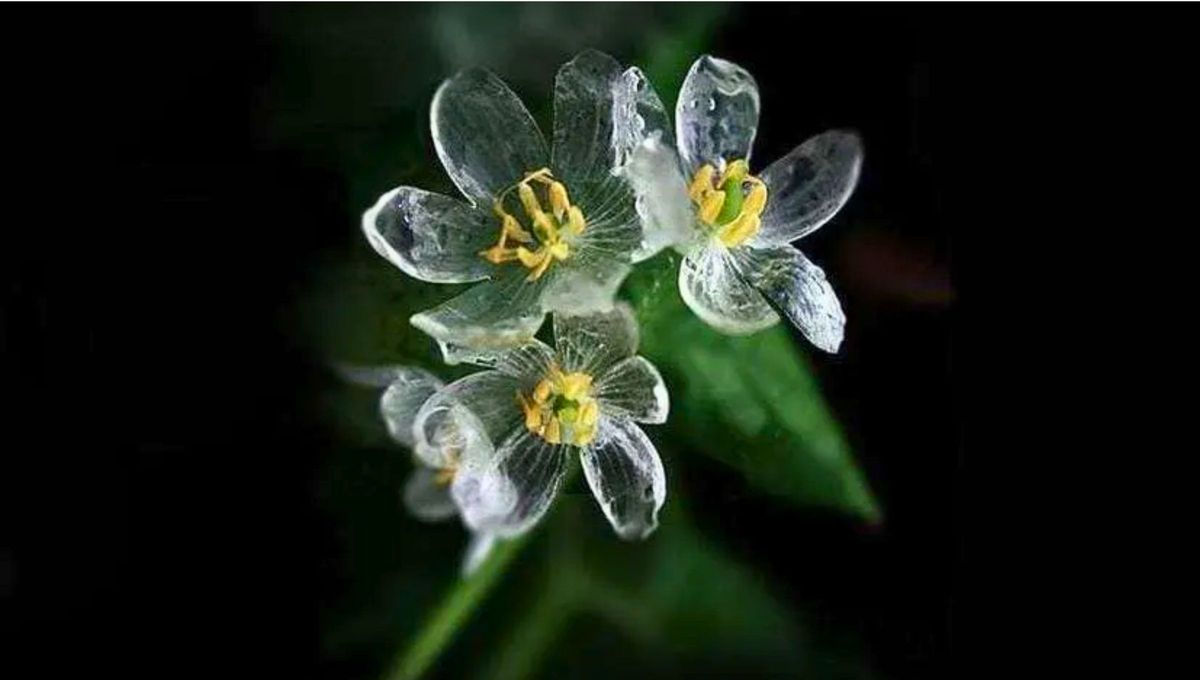 La 'flor esqueleto' tiene una apariencia común antes de tocar el agua. La 'flor esqueleto' tiene una apariencia común antes de tocar el agua.
