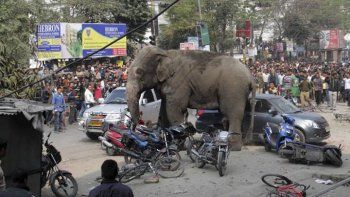 Un elefante destrozó varios coches en China tras un desengaño amoroso