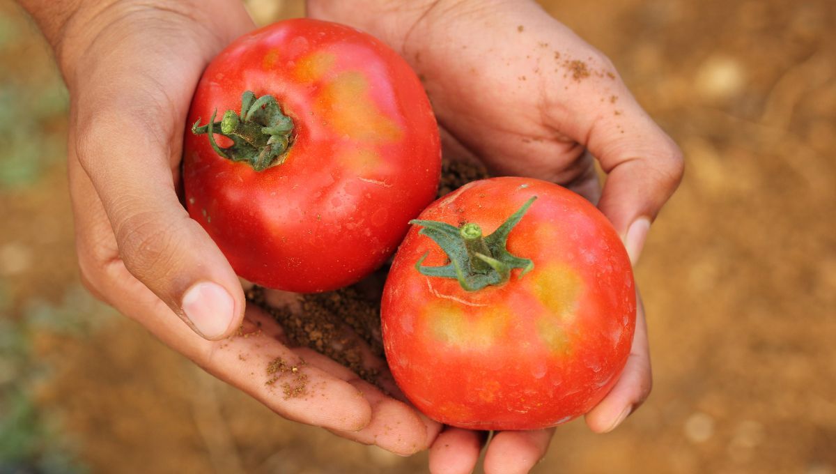 El secreto para hacer crecer tomates en casa