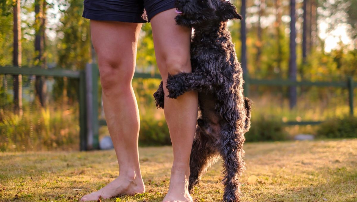 El estrés, la ansiedad y los comportamientos asociados a la sobreexcitación también pueden aparecer como síntomas de ciertos problemas de salud en los perros. El estrés, la ansiedad y los comportamientos asociados a la sobreexcitación también pueden aparecer como síntomas de ciertos problemas de salud en los perros.