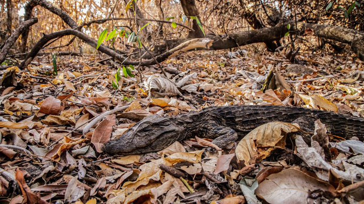 Las impactantes imágenes de las especies afectadas por los incendios.&nbsp;