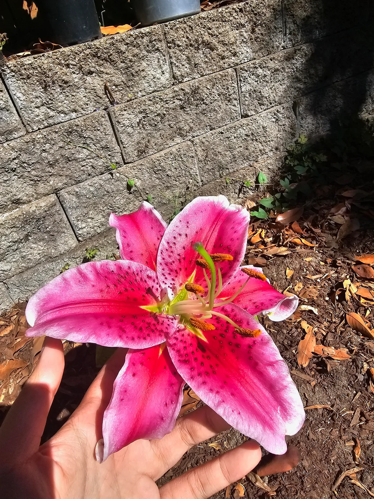 El lirio estrella requiere una ubicación al sol. Imagen: Freepik. El lirio estrella requiere una ubicación al sol. Imagen: Freepik.