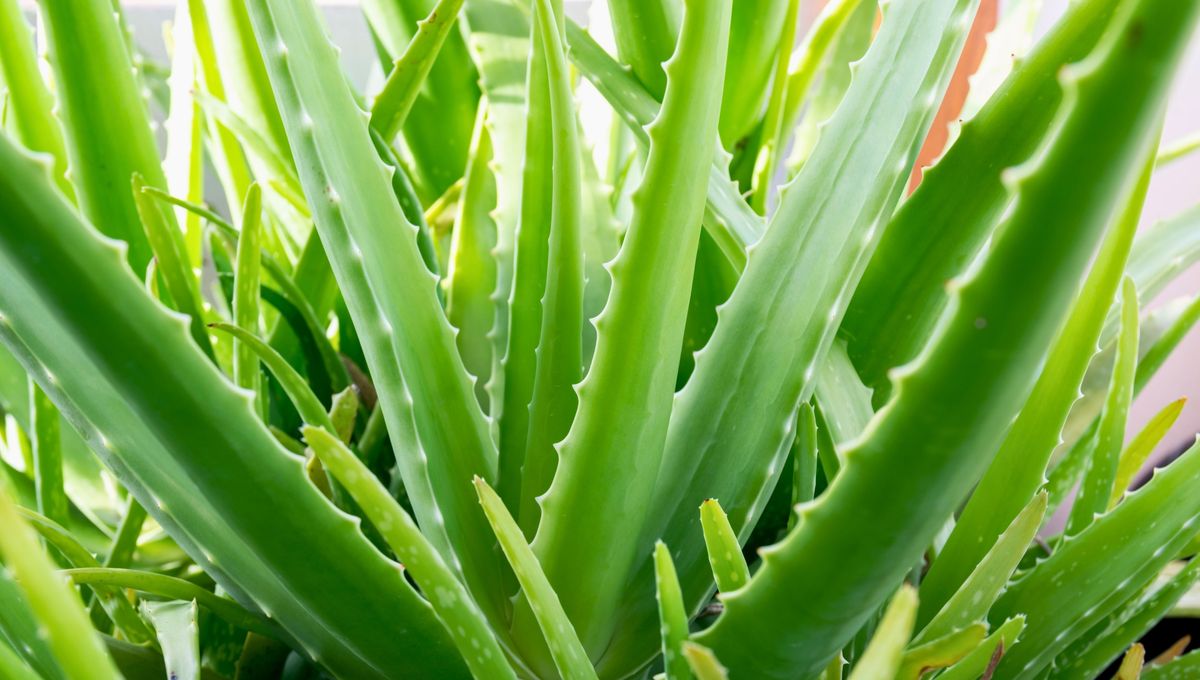 La planta de aloe vera se utiliza para fabricar productos para la piel y el pelo.&nbsp;