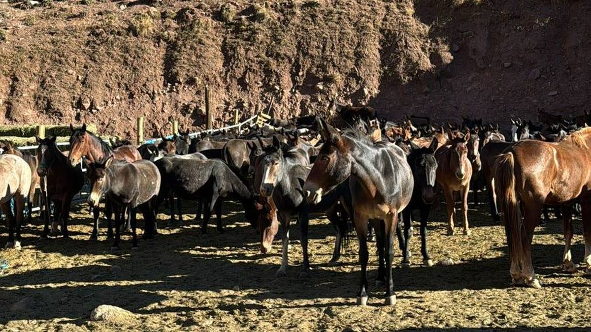 No existen alternativas más óptimas que las mulas a la hora de los ascensos. En gran parte, por el impacto ambiental. No existen alternativas más óptimas que las mulas a la hora de los ascensos. En gran parte, por el impacto ambiental.