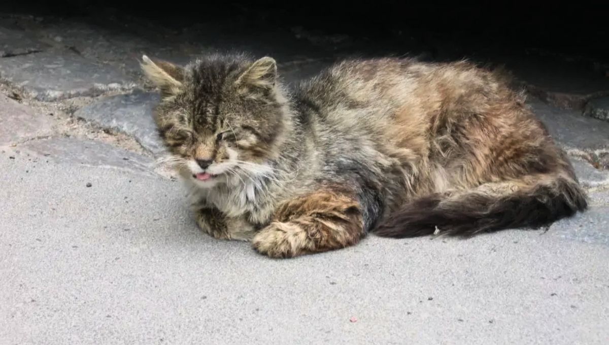 Alerta mundial por el crecimiento de un virus letal: cómo proteger a tu gato