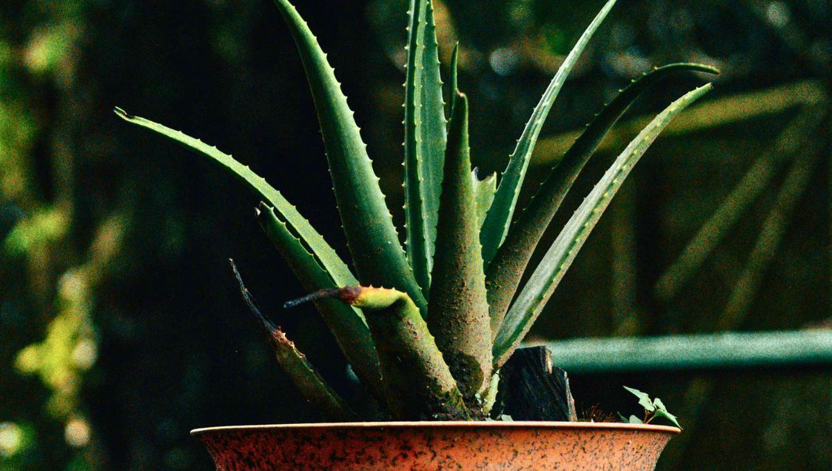 Tener demasiadas plantas de aloe vera puede provocar inestabilidad emocional porque todos sus elementos dominan en exceso, sin embargo, una bien ubicada dentro del hogar treaerá beneficios espectaculares. Fuente: Canva. Tener demasiadas plantas de aloe vera puede provocar inestabilidad emocional porque todos sus elementos dominan en exceso, sin embargo, una bien ubicada dentro del hogar treaerá beneficios espectaculares. Fuente: Canva.