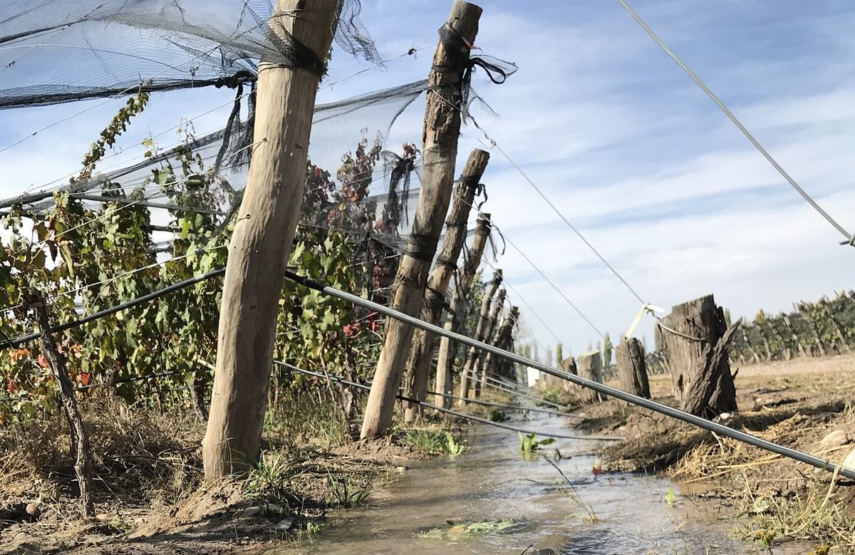 Bioaggil invita a una nueva conferencia de su ciclo Charlas Cumbres.