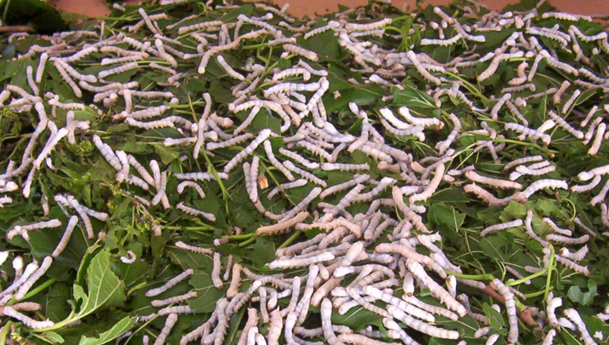 Los hilos de varios capullos se entrelazan para formar hilos más gruesos que luego se tejen en tela. Los hilos de varios capullos se entrelazan para formar hilos más gruesos que luego se tejen en tela. 