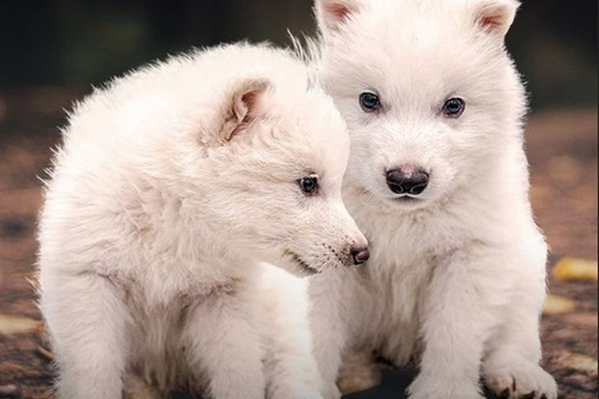 Rómulo y Remo, dos de los cachorros de lobo terrible apenas con días de vida en octubre del 2024. Rómulo y Remo, dos de los cachorros de lobo terrible apenas con días de vida en octubre del 2024.