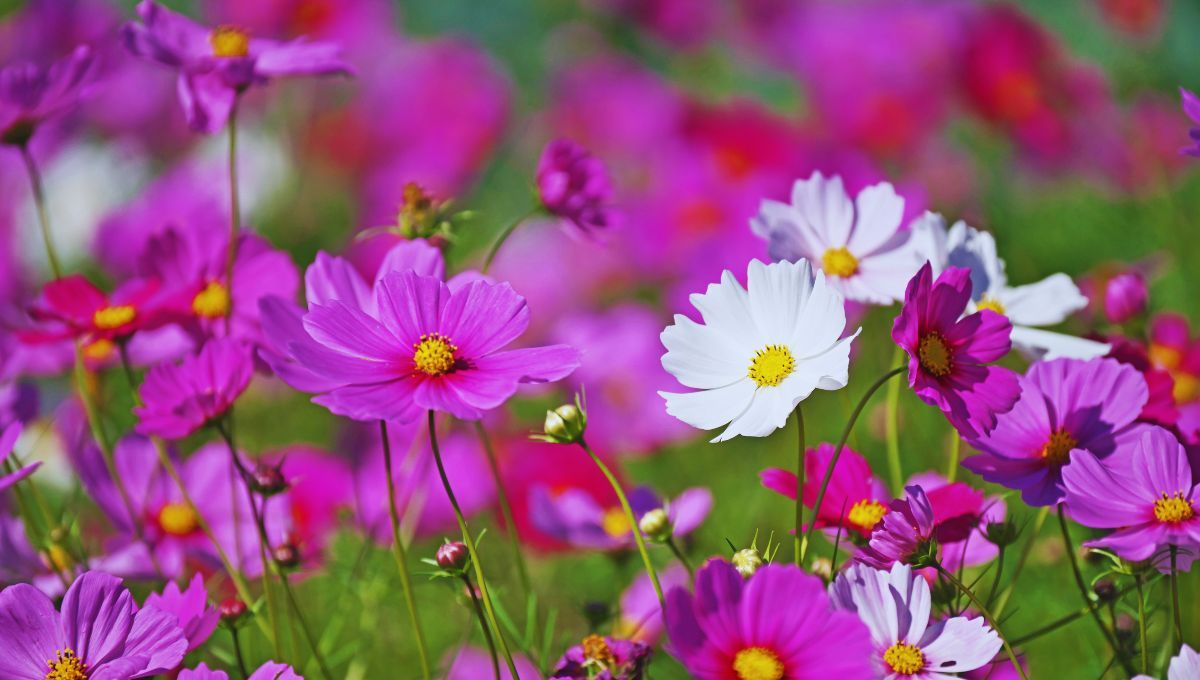 Que tipo de flor serías