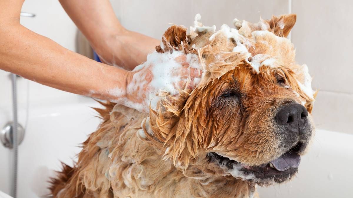 Seguí el paso a paso y prepará tu propio shampoo casero para perros. Seguí el paso a paso y prepará tu propio shampoo casero para perros.