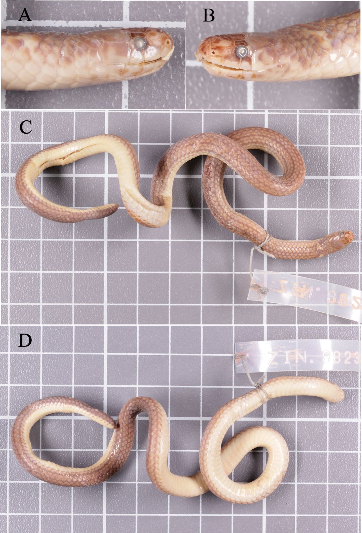 El descubrimiento confirmó que se trata de una nueva especie. El descubrimiento confirmó que se trata de una nueva especie.