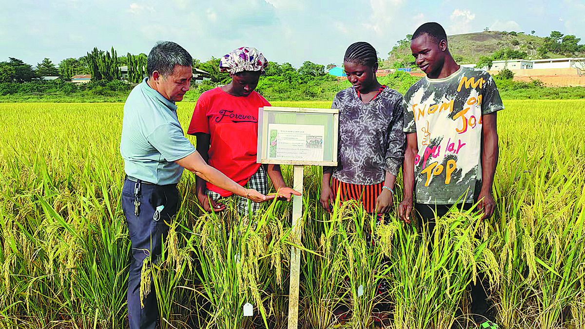 Un experto chino verifica el crecimiento del arroz con agricultores en Abuja
