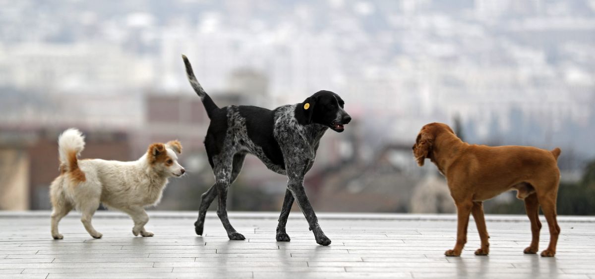 La famosa ciudad de Europa en donde los perros callejeros son tratados como reyes La famosa ciudad de Europa en donde los perros callejeros son tratados como reyes