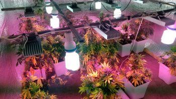En un invernadero secuestraron marihuana y un arsenal de municiones