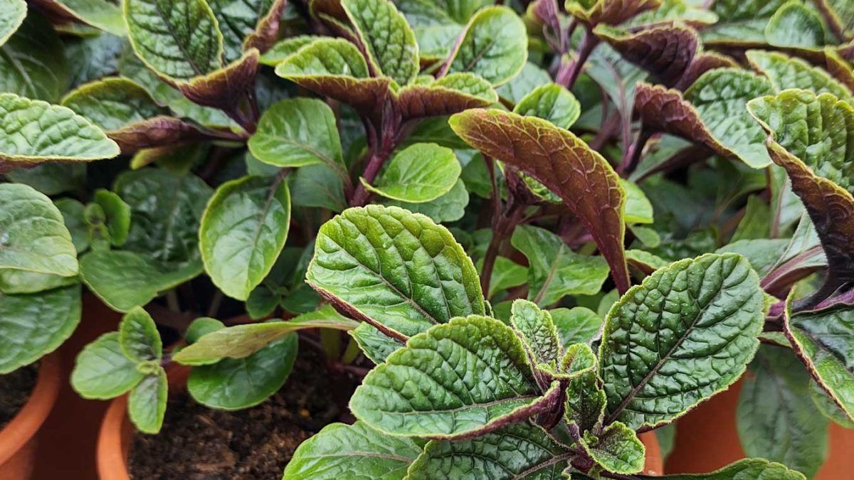 La planta del dinero o dólar. Dicen que atrae la abundancia.