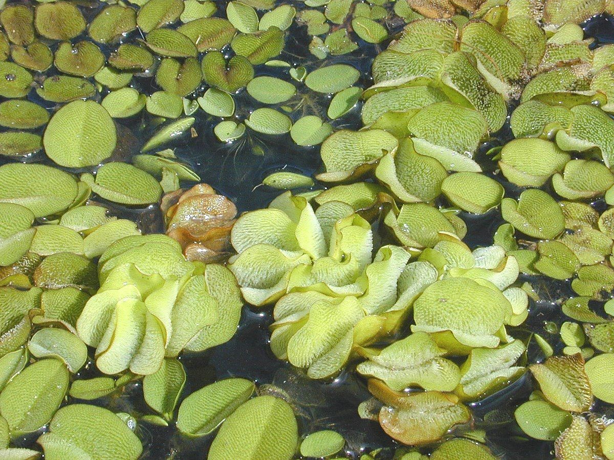 Estos helechos crecen en un ambiente acuático. Cuando se reproducen en grandes colonias absorben el oxígeno del agua.