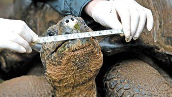 Rescataron en China 620 tortugas, la mayor parte en peligro de extinción