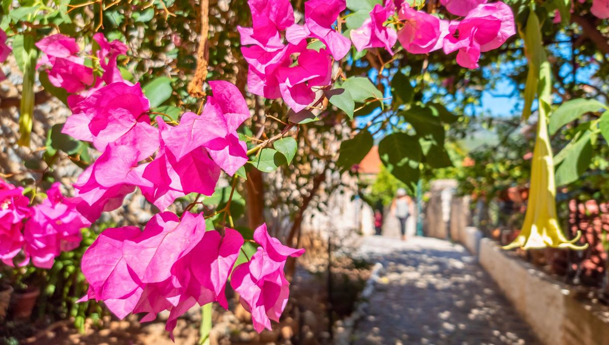 Además de su popularidad en jardinería, a esta planta se le atribuyen propiedades místicas relacionadas con la energía y la buena suerte en la casa. Fuente Canva Además de su popularidad en jardinería, a esta planta se le atribuyen propiedades místicas relacionadas con la energía y la buena suerte en la casa. Fuente Canva
