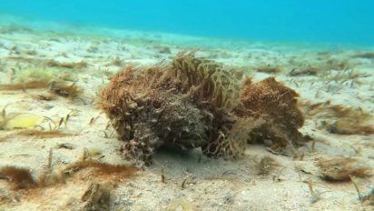 La pareja de peces peludos, denominados Antennarius striatus, se desplazaba por el fondo de una laguna de Florida hacia aguas más profundas