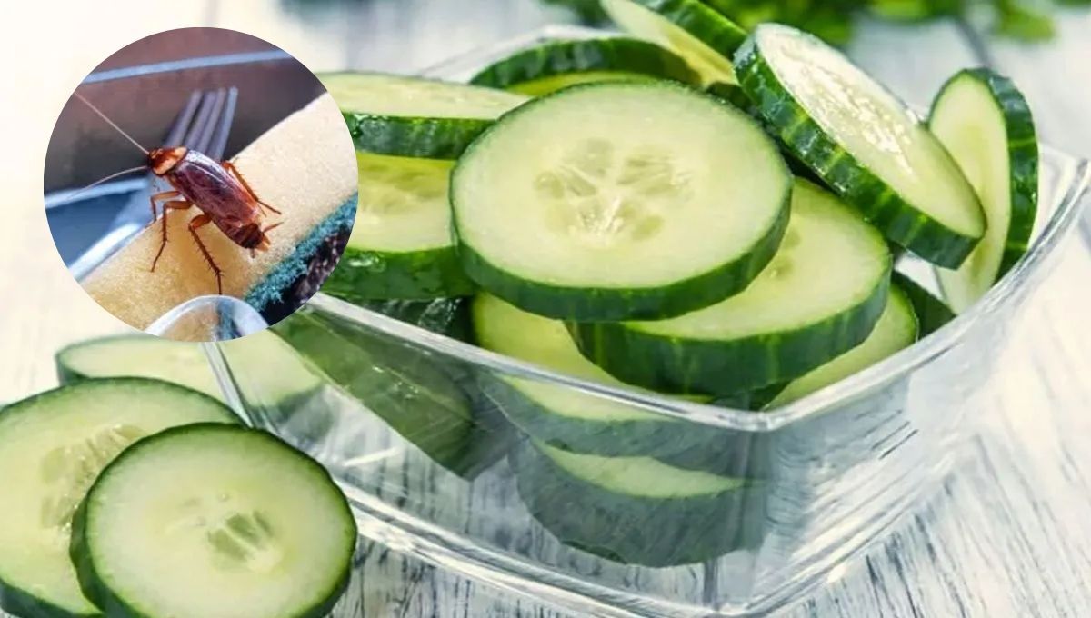 Cómo ahuyentar a las cucarachas de casa usando rodajas de pepino: repelente casero y efectivo