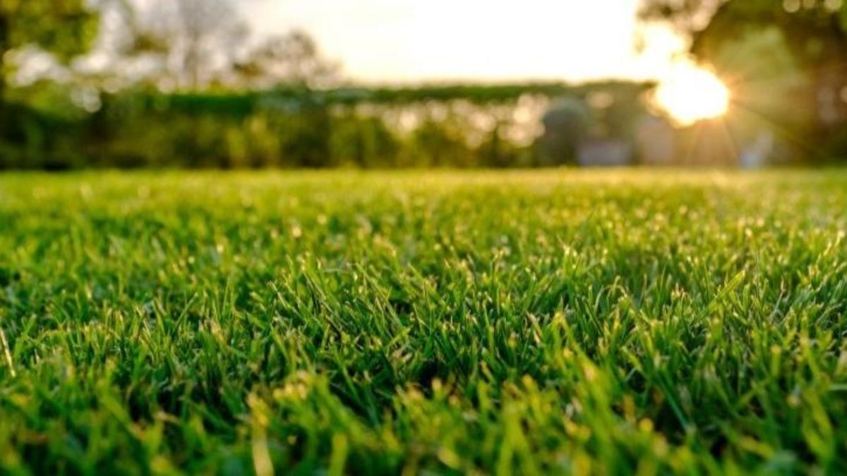El truco casero con arroz que te ayudará a mantener el césped perfecto durante todo el verano El truco casero con arroz que te ayudará a mantener el césped perfecto durante todo el verano