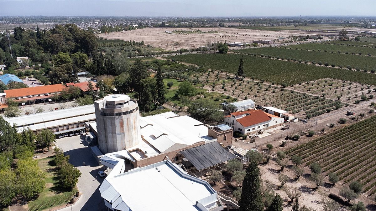 La bodega Don Bosco, con su torre vinaria y sus olivos. La bodega Don Bosco, con su torre vinaria y sus olivos.