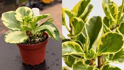Si quieres una planta que sea adecuada para un hogar con mascotas, la peperomia es la adecuada. Imagen: Pexels. Si quieres una planta que sea adecuada para un hogar con mascotas, la peperomia es la adecuada. Imagen: Pexels.