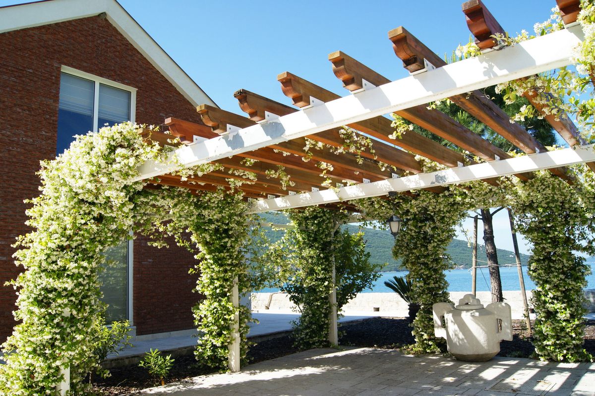 Si te gustan las plantas trepadoras con flores, el jazmín de leche es ideal. Imagen: Bordas Garden Center Si te gustan las plantas trepadoras con flores, el jazmín de leche es ideal. Imagen: Bordas Garden Center