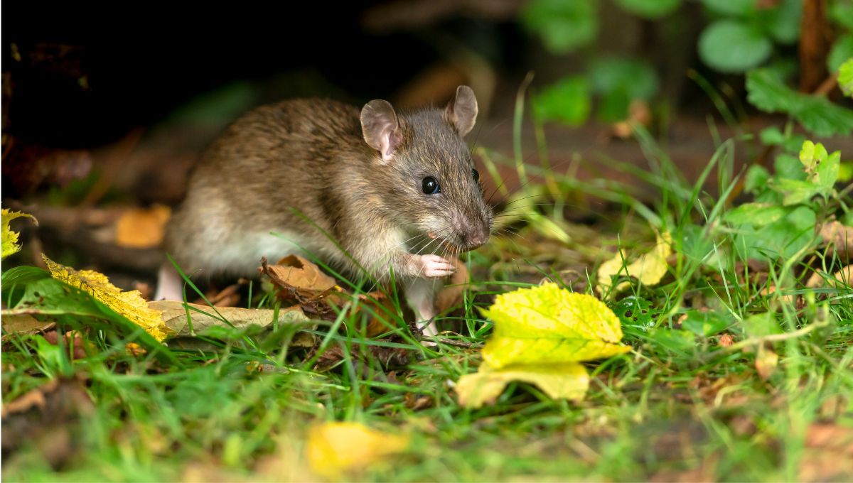 Las ratas son una de las plagas que se ven atraídas por este error