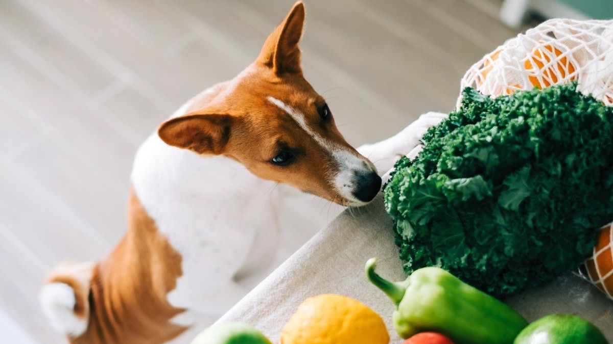 5 alimentos para humanos que tu perro sí puede comer