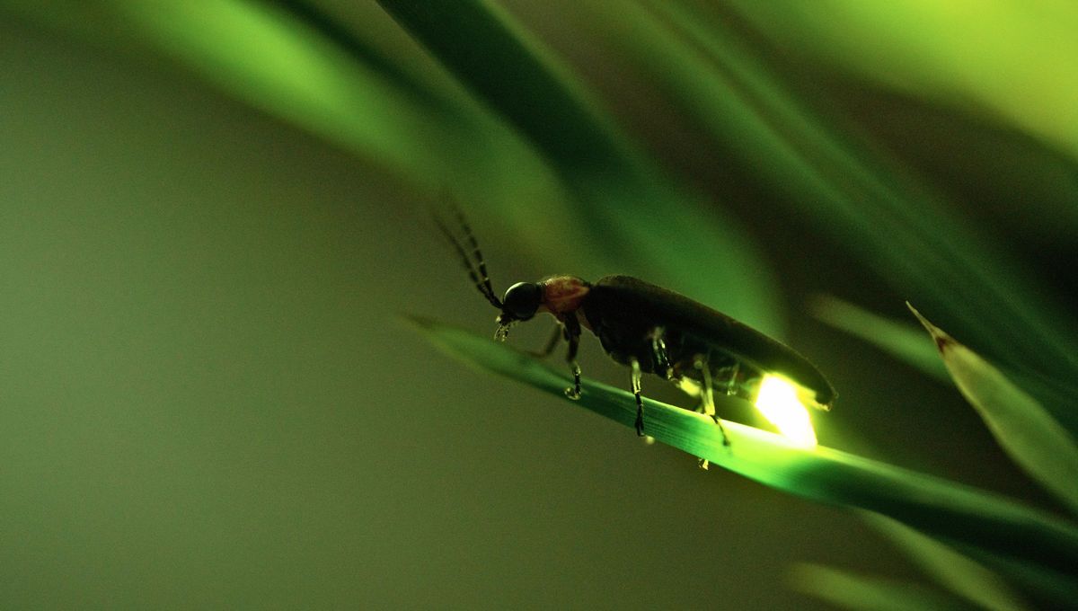 Si viste una luciérnaga en tu casa o jardín por la noche, te contamos qué significa y por qué es bueno
