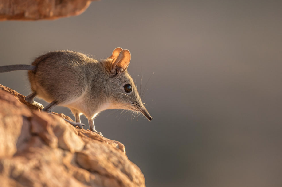 El animal espiritual de Capricornio es la musaraña elefante. El animal espiritual de Capricornio es la musaraña elefante.