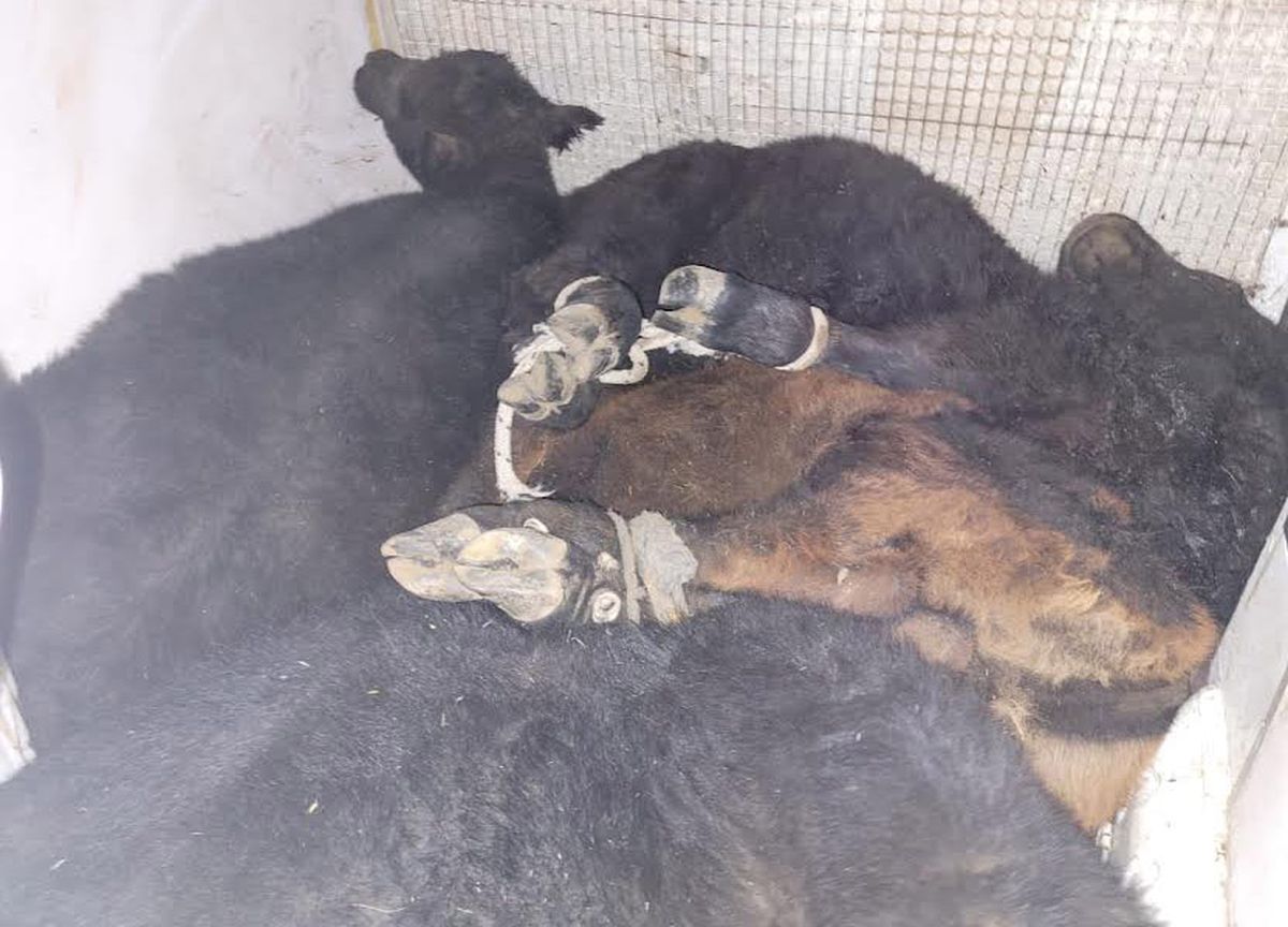 Así trasladaban los vacunos en el Citroën Berlingo.