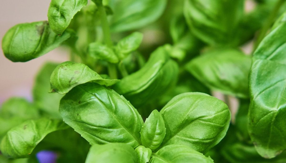 Cómo cuidar una planta de albahaca para que se mantenga fresca y perfumada durante el verano