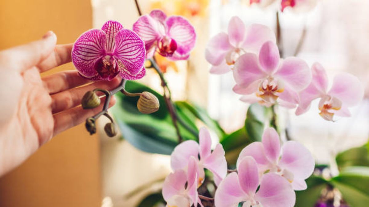 Con este truco de jardinería tus orquídeas se mantendrán vigorosas en primavera.