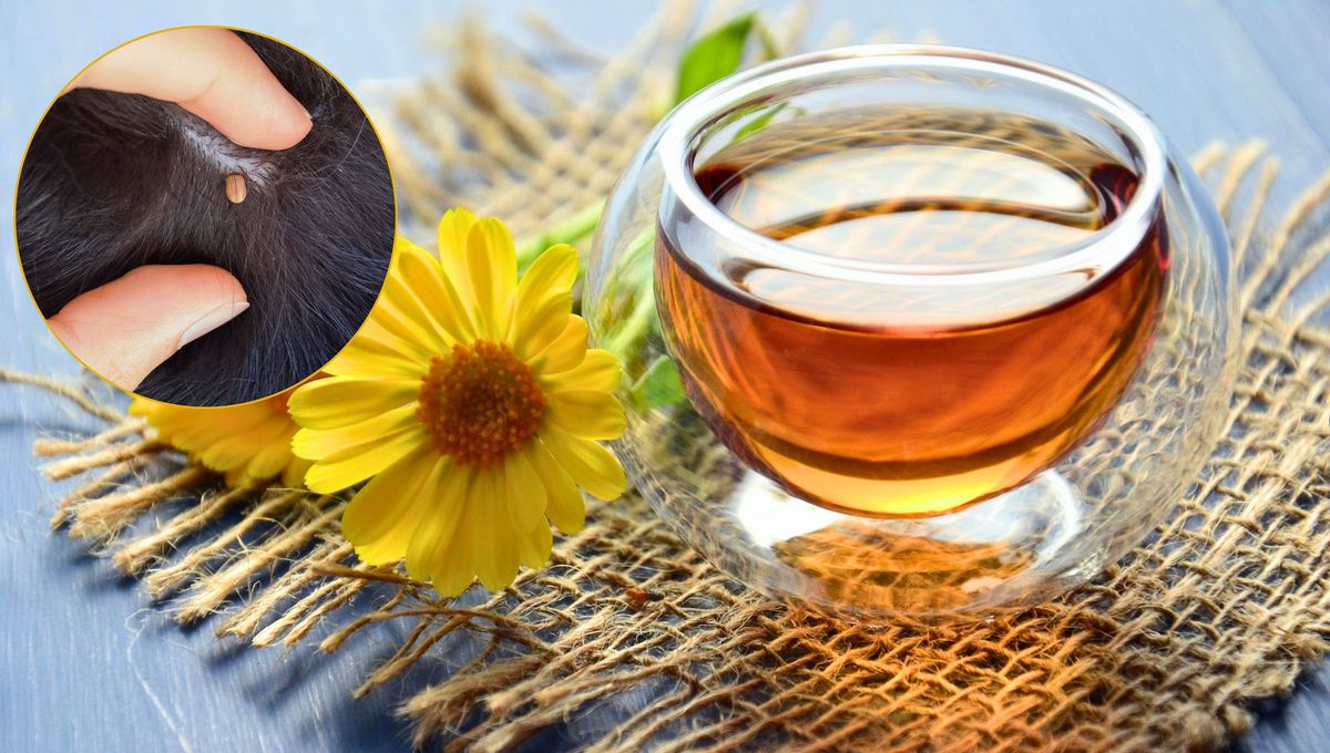 Cómo eliminar las garrapatas de tu perro usando té de manzanilla: repelente casero efectivo