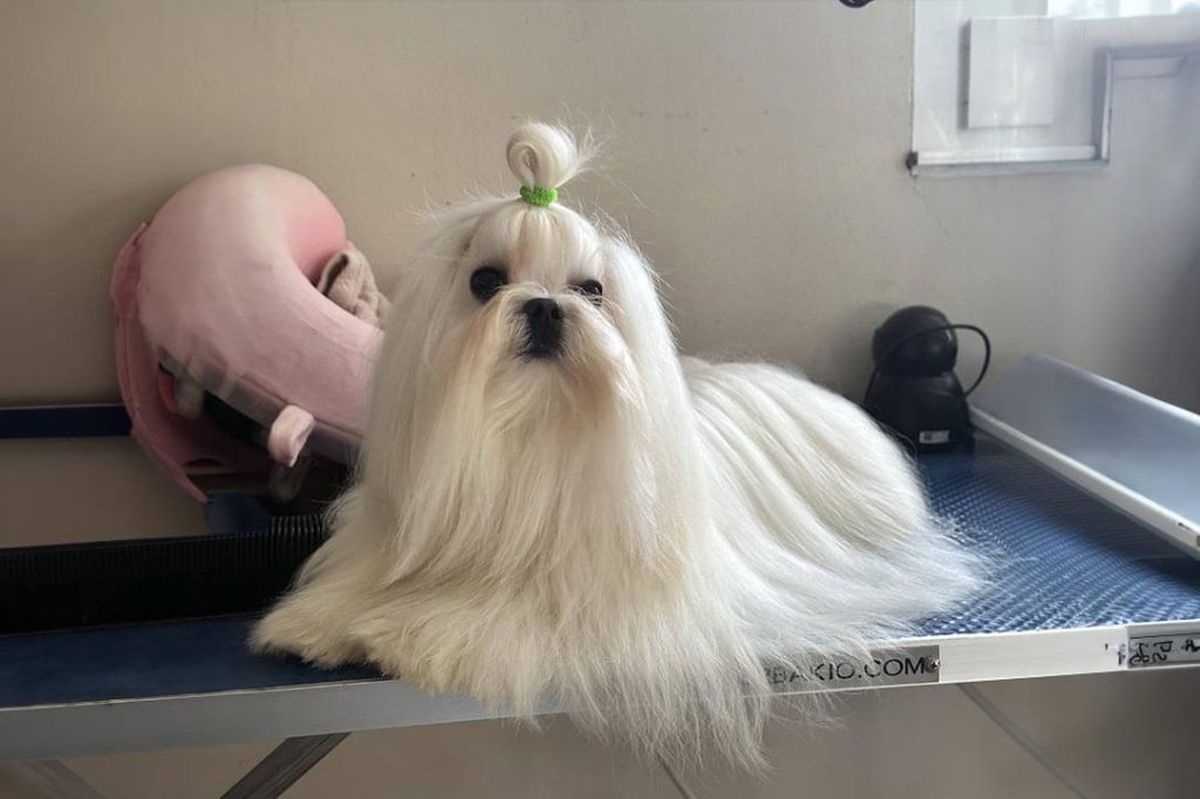 Ni Golden ni Labrador: estudio científico revela cuál es la raza de perro más cariñosa del mundo Ni Golden ni Labrador: estudio científico revela cuál es la raza de perro más cariñosa del mundo