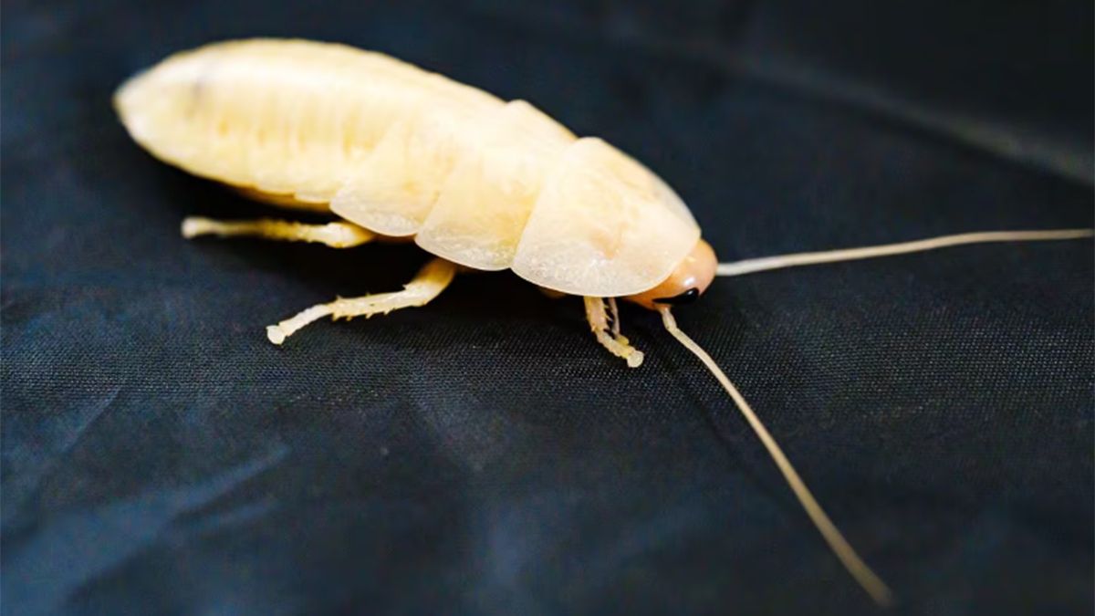 Si aparecen cucarachas blancas, deberías preocuparte.