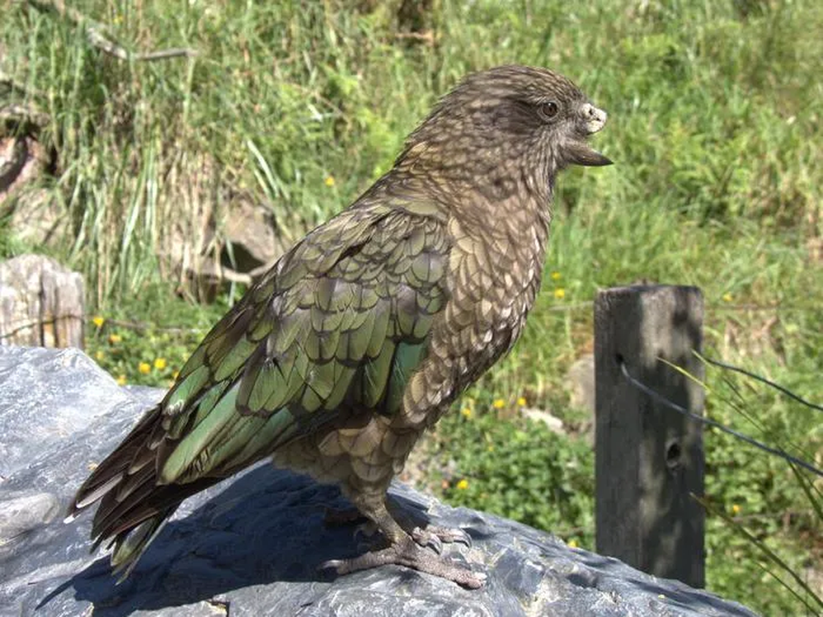 Este kea de Nueva Zelanda parece haber desafiado las leyes de la naturaleza. Este kea de Nueva Zelanda parece haber desafiado las leyes de la naturaleza.